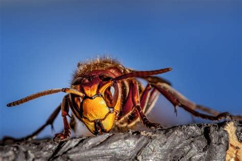 how long can hornets live without food